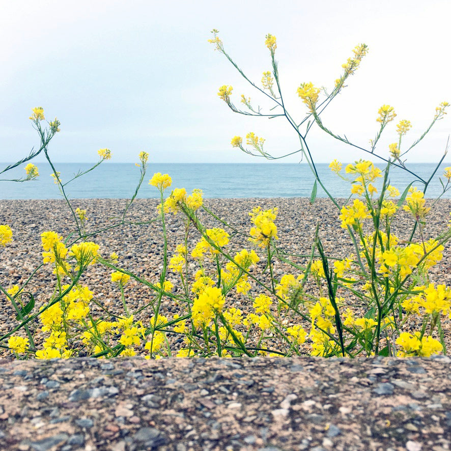 Wild yellow flowers growing on a pebble beach, with pebbles and sea in the background.