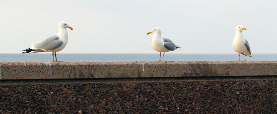 Three Herring gulls sit on a beach wall, with the sea visible in the distance.